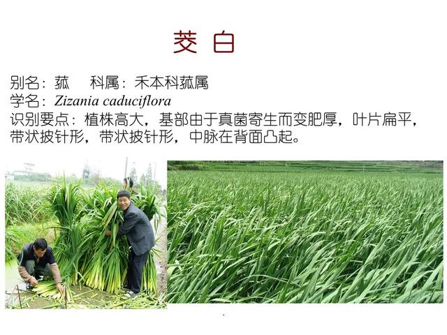 水生植物种类 水生植物种类（水生植物100种） 生活
