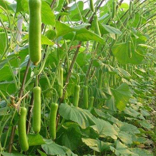 瓠子瓜种植技术视频 农民种瓠瓜,避免出现化瓜不结瓜,建议做好这3点