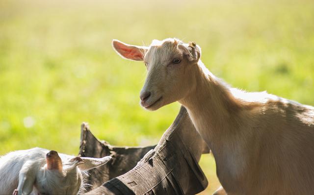 吉扣吉扣身体乳