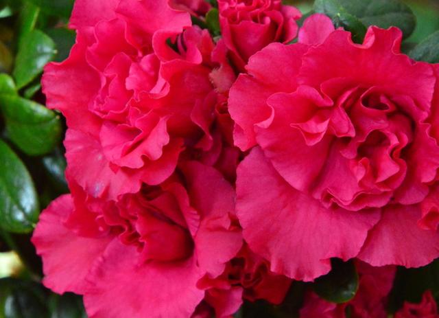 杜鹃花什么时候开 杜鹃花什么时候开（杜鹃花什么时候开花几点） 生活