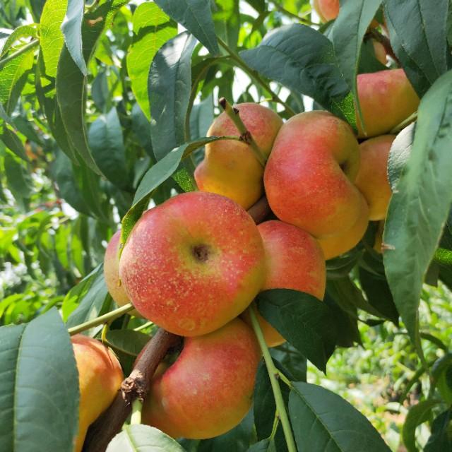 桃树种植管理方法2
