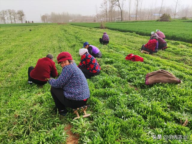 除草剂用量激增，为啥杂草越除越多，有让土地不长草的方法吗5