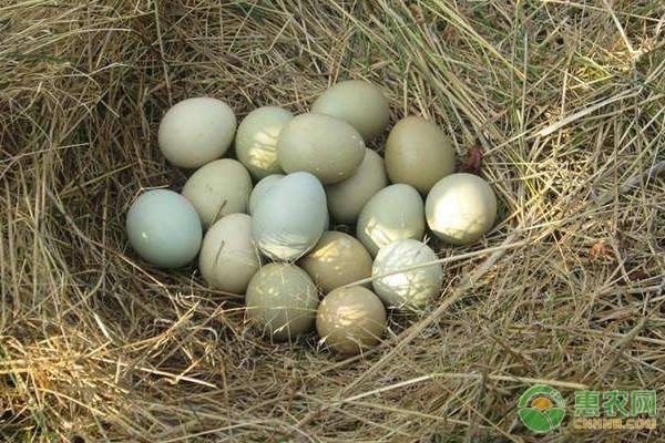 白凤乌鸡蛋和普通鸡蛋的区别「五谷白凤乌鸡蛋」