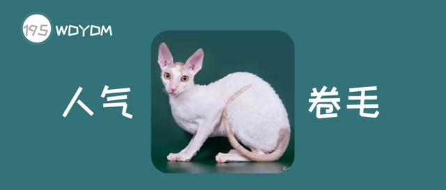 柯尼斯卷毛猫