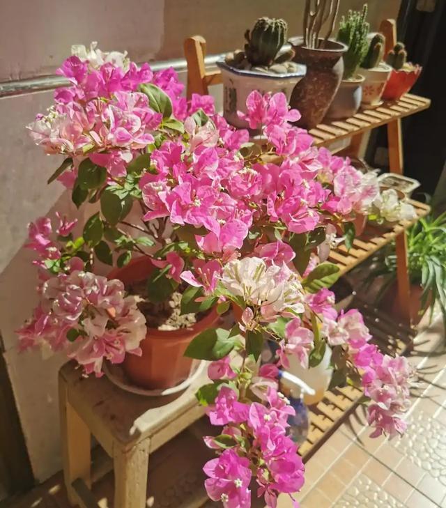 花卉种类