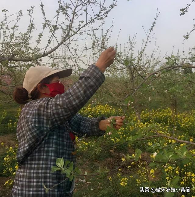 春季苹果萌芽期，要早施肥水、早修剪、早刻芽、早疏蕾、早喷药13