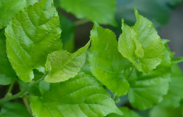 秋季润肺话桑叶