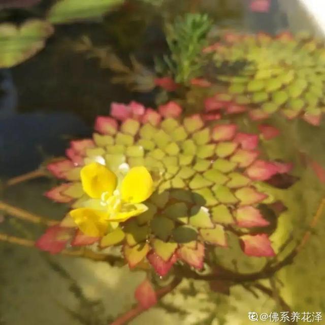 水植物