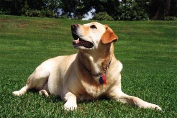 世界十大名犬排名