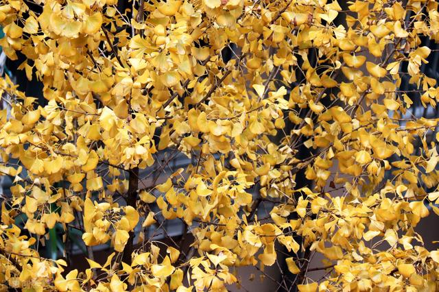 9月白果成熟地上掉满了，有人说可以吃，有人说有毒，到底怎样