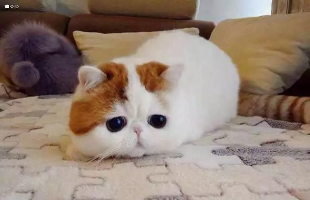 宠物猫图片大全