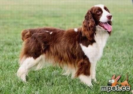 英国激飞猎犬 英国激飞猎犬