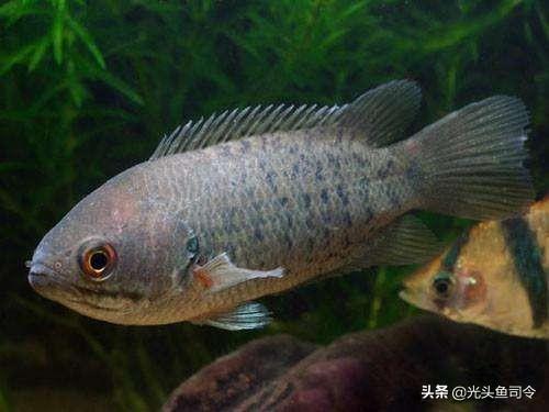 扁平圆形的鱼是什么鱼(身体扁平嘴是圆形的鱼)