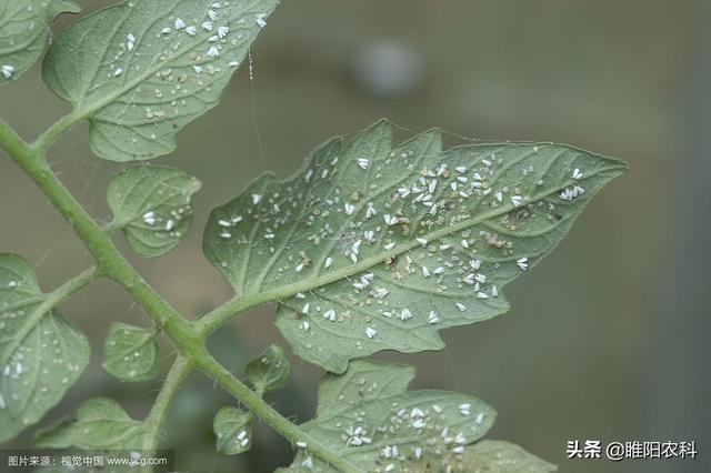 这个新药专治蚜虫白粉虱蓟马，瞬间阻止害虫吮吸，1天杀死害虫2