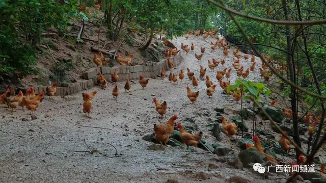 什么是肉鸡