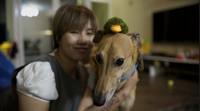灵提犬