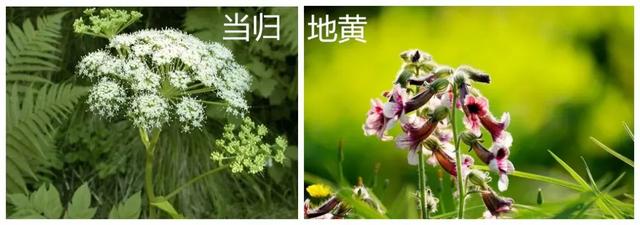 这两味药材鸳鸯配，补养血气，让你的宝宝更健康