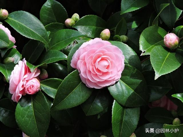 山茶花几月开