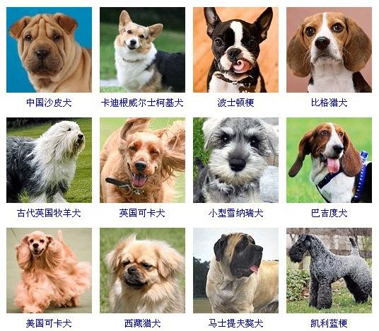 小型宠物犬排名图片