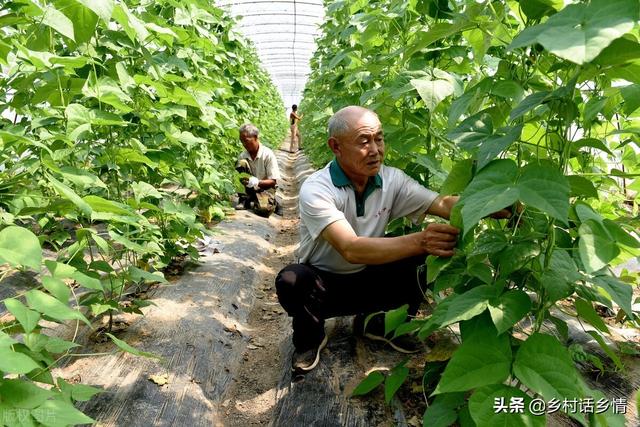 分享一个预防蔬菜病虫害的配方，没有任何残留，还能增加产量2