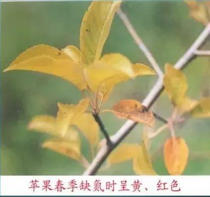 苹果树常见8种缺素症的表现及防治（图文版）2