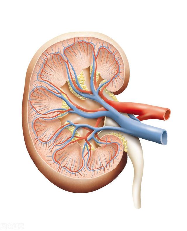 我国慢性肾病认知率仅10%，肾脏并发症表现在这6方面！如何预防？