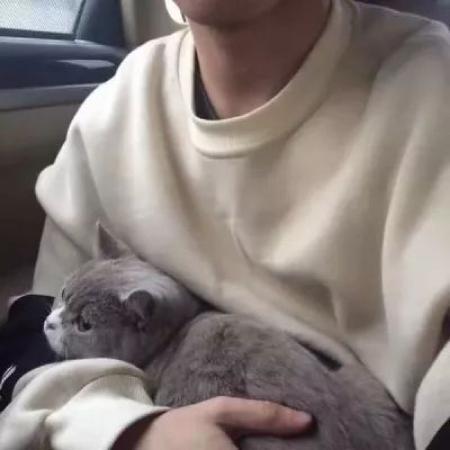 为什么男生都爱养猫,你想过为什么吗? 喜欢猫的男生性格怎样