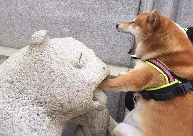 疯狗咬人