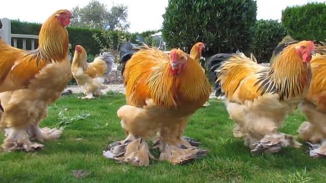 The heaviest chicken in the world is the Brahman, almost as tall as a ...