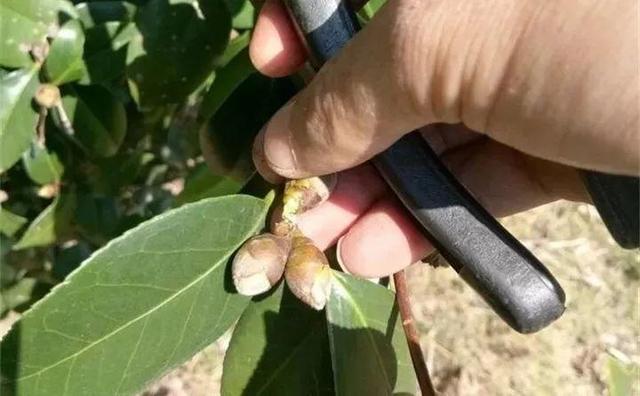 茶花 茶花（茶花盆栽技术） 生活