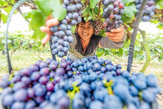 提醒：不想皮肤加速衰老，对皮肤最好的6种水果，劝你换着花样吃