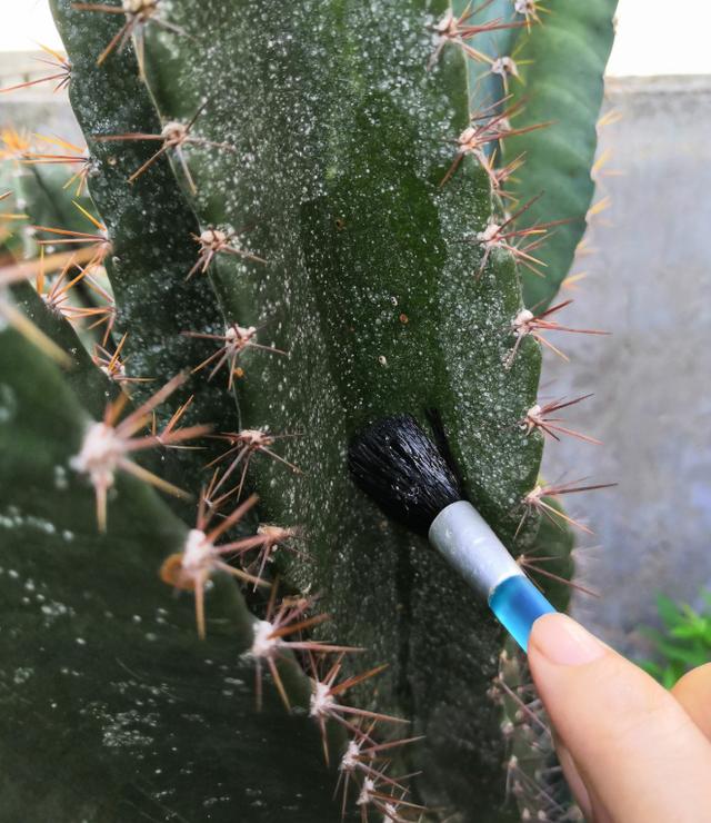 家里的花招了蚧壳虫，橄榄油加洗洁精，给花喷点效果好5