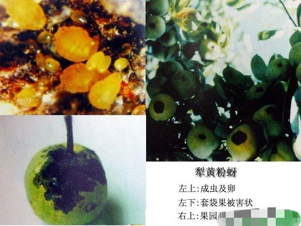 梨树黄粉虫果期危害严重，如何科学防治？4