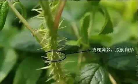 玫瑰和月季的区别