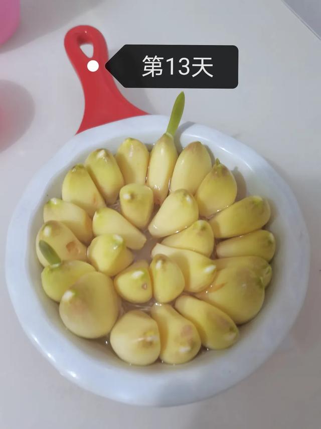 蒜苗的生长过程观察日记