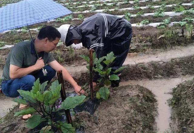 土传病害根部病害都有哪些，怎么做才能最好防治呢？