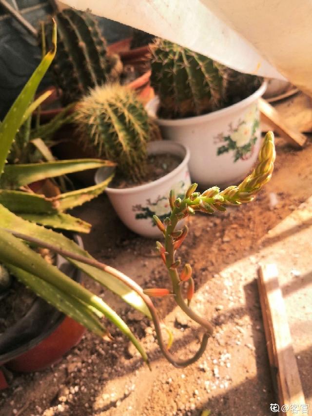 芦荟开花 芦荟开花（芦荟开花图片） 生活