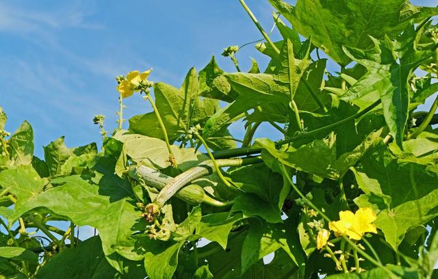 4月在家种“绿色蔬菜”丝瓜，用好3种肥，长得多口感好5