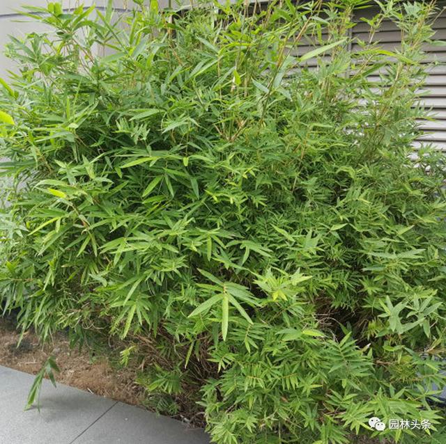 竹子的种类 竹子的种类（竹子的种类及特点） 生活