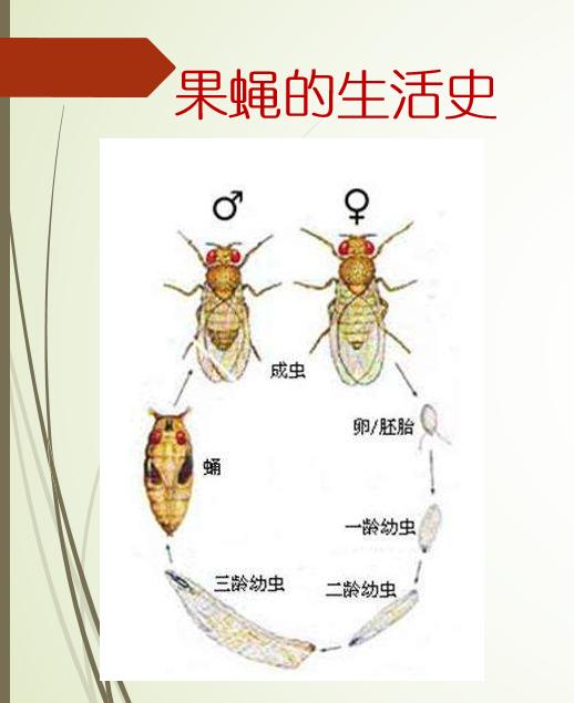 杨梅落果腐烂？当心果蝇爆发！这样用食诱剂、生物药剂，几天采收2