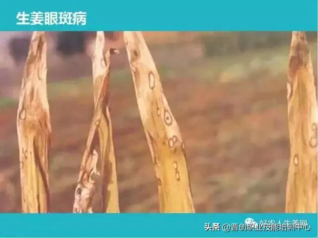 「生姜植保」生姜病虫害图谱以及防止办法（姜农必看！）8