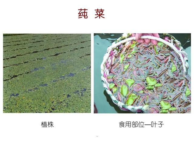 水生植物