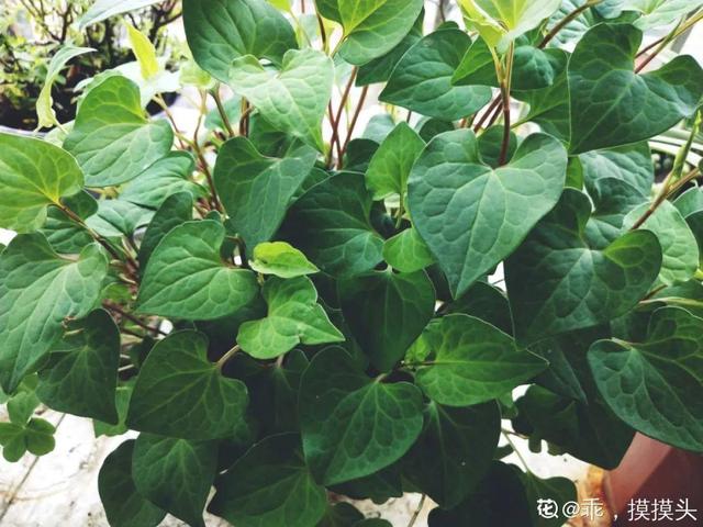 阳台种菜 阳台种菜（阳台种菜用什么土） 生活