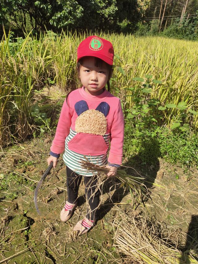 幼儿园的割水稻能手