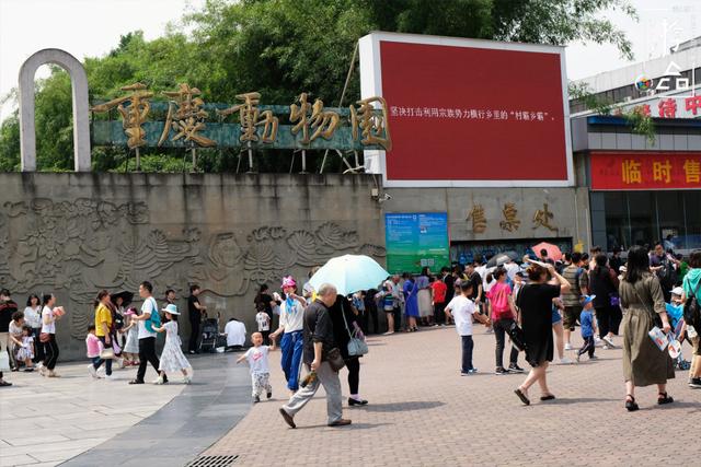 重庆旅行攻略：喝茶看熊猫，欣赏艺术还能吃蹄花汤，这完美的一天