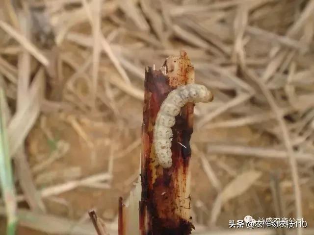 危害甘蔗三大螟虫怎么区别？17