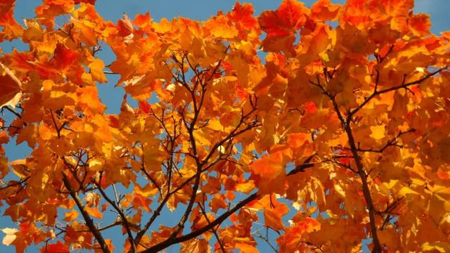 秋季以“燥”为主，中医的“温燥”“凉燥”，知道该如何区分吗？