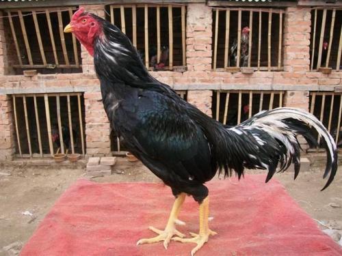 斗鸡皮肤时红时白