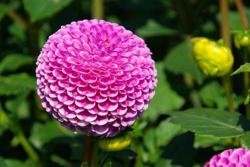 大丽花种植 大丽花种植（大丽花种植方法和时间） 生活