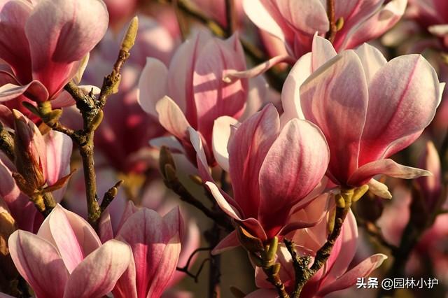 玉兰花什么时候开